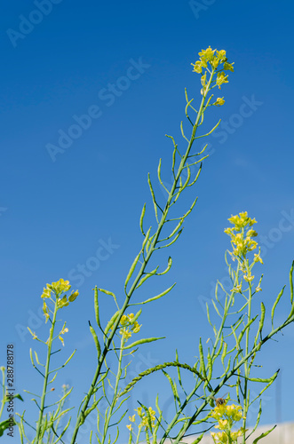 Fototapeta Naklejka Na Ścianę i Meble -  Yellow Pack Choi Blossoms Against Blue sky