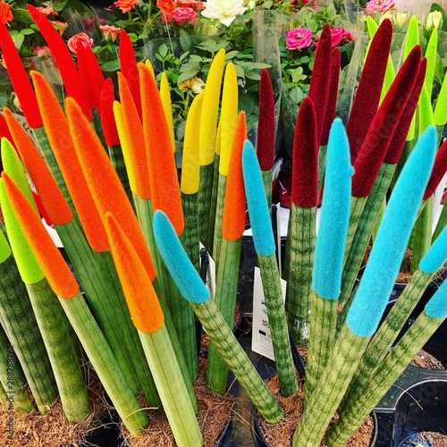 Paintbrush plants