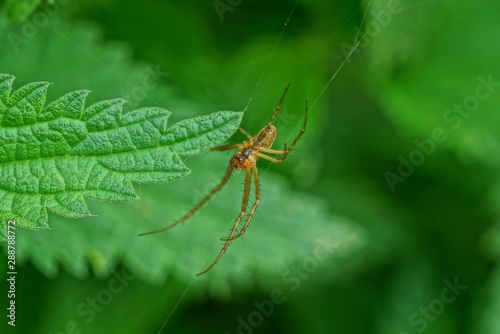 one gray spider sits on a green leaf of a nettle 