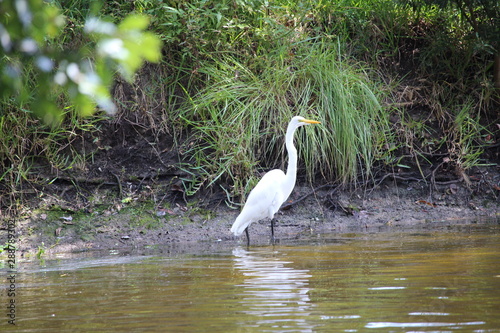 Wading Great Egret