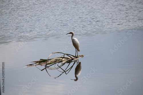 Perched Egret 2