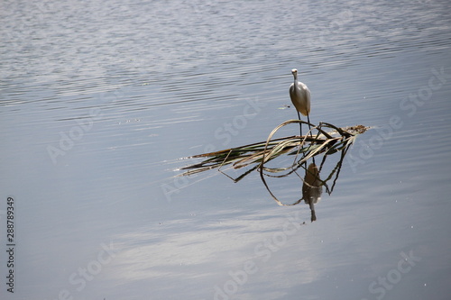 Perched Egret