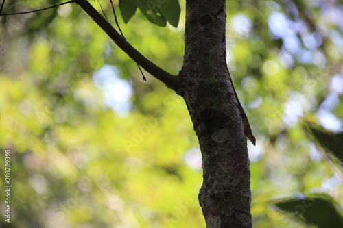 Anole on Branch