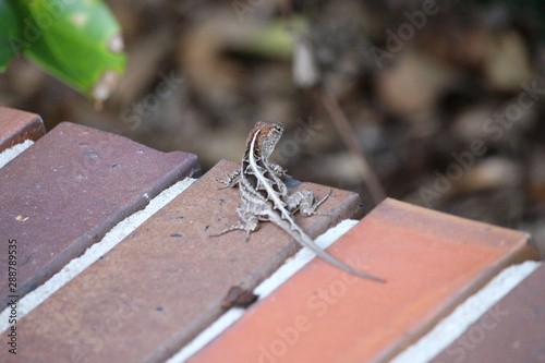 Anole with Cinnamon Head