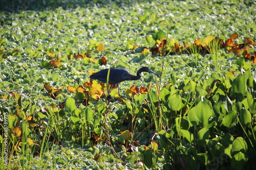Morning Heron