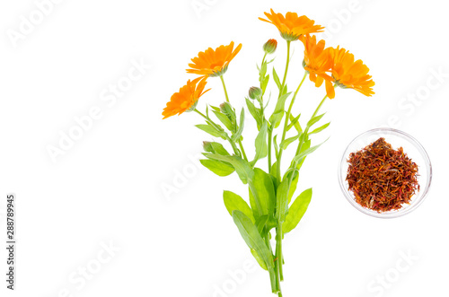 Medicinal plant with orange flowers Calendula officinalis