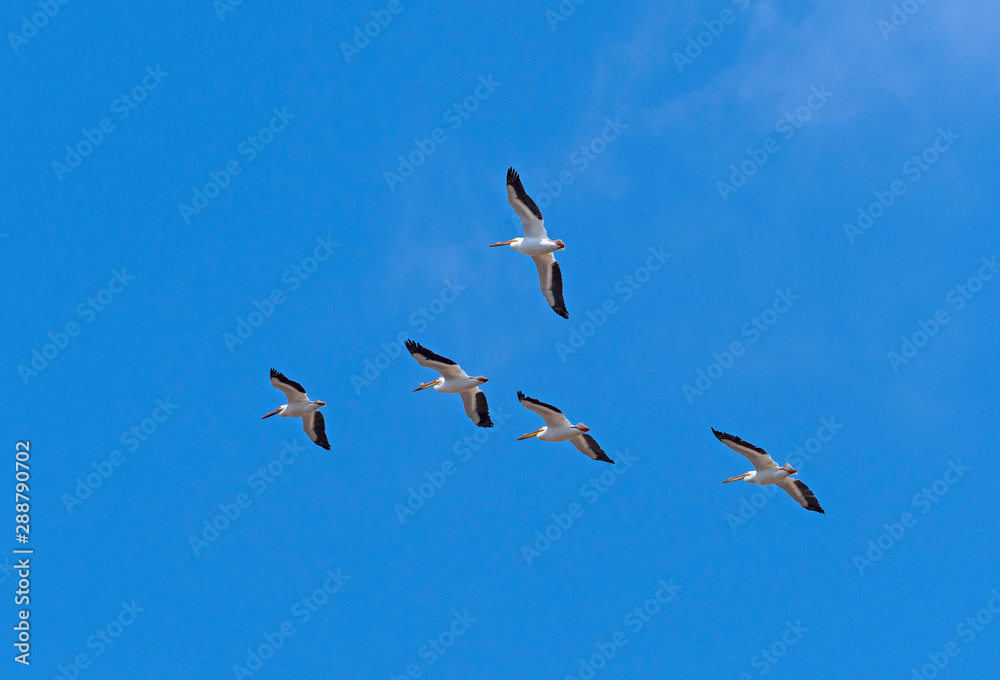 A Group of White Pelican Flying Overhead