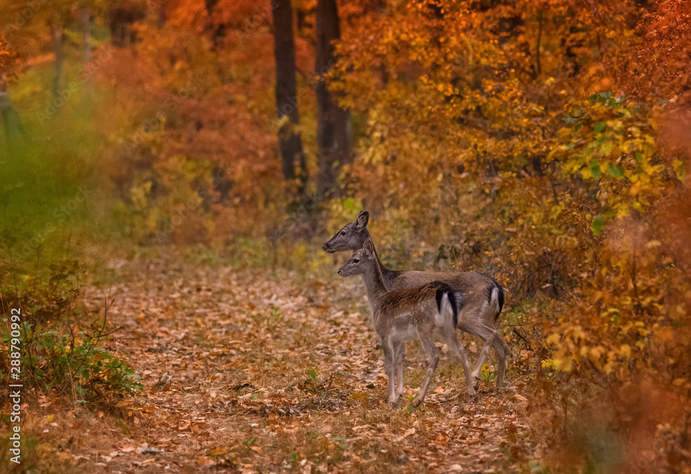 Wild deer in autumn colorful background(Dama Dama)