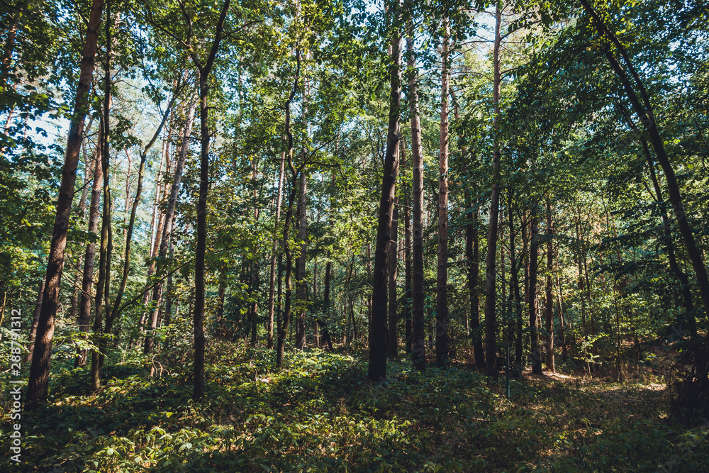 typical forest scene near the baltic sea