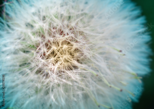 dandelion on green background