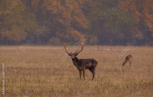 Wild deer in autumn colorful background  Dama Dama 