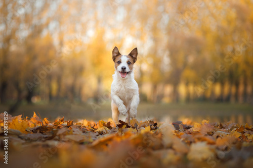 dog in the autumn in the park. Jack Russell Terrier in colored leaves on natur