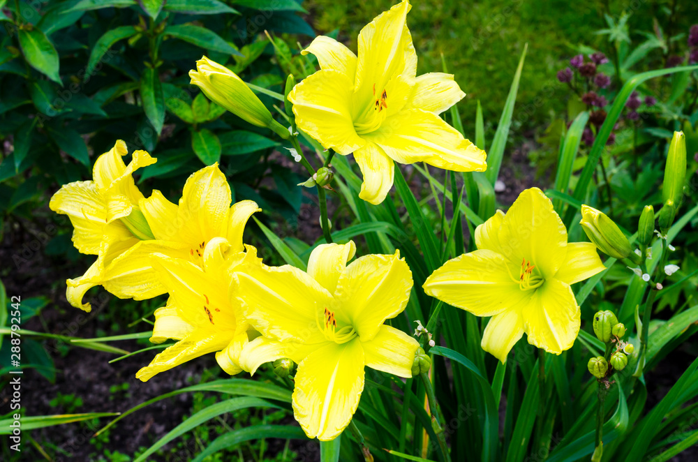 Obraz premium Yellow Hemerocallis in garden in evening. Photo