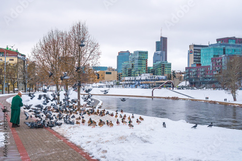 Wild ducks and pigeons by Neris river in Vilnius. Winter time in Lietuva.