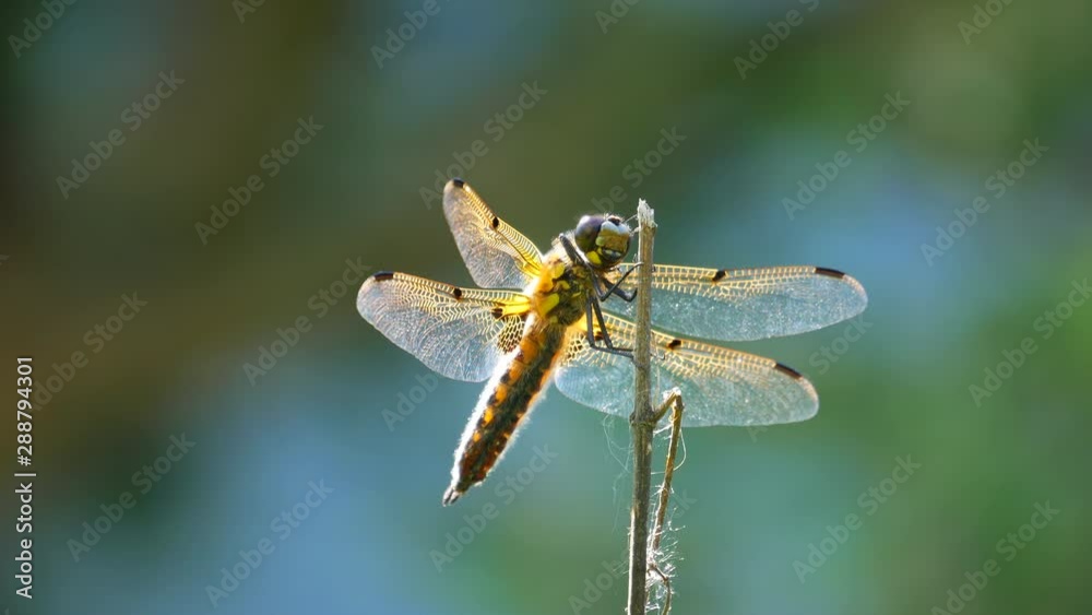 Yellow and black dragonfly flying on tree in beautiful morning sunrise. Yellow and black dragonfly flying on tree in beautiful morning sunrise.