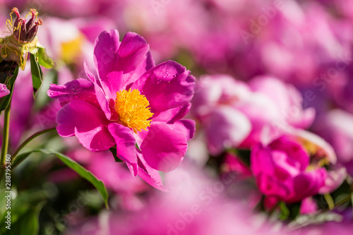 Peony blossoms in the park