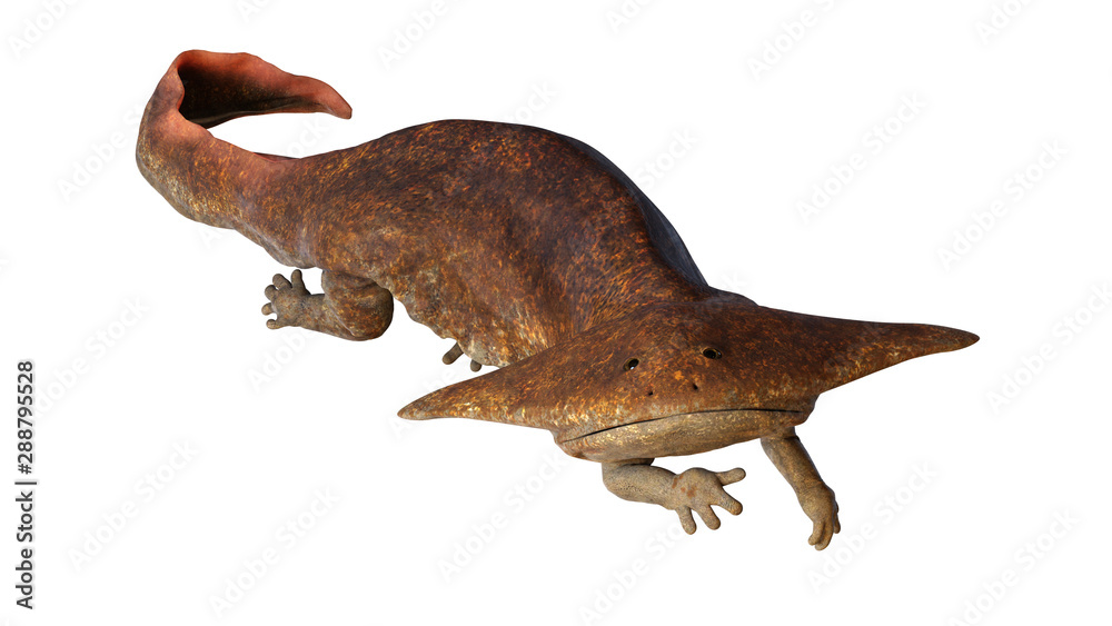 Diplocaulus, extinct amphibian from the Late Carboniferous to Permian period isolated on white background