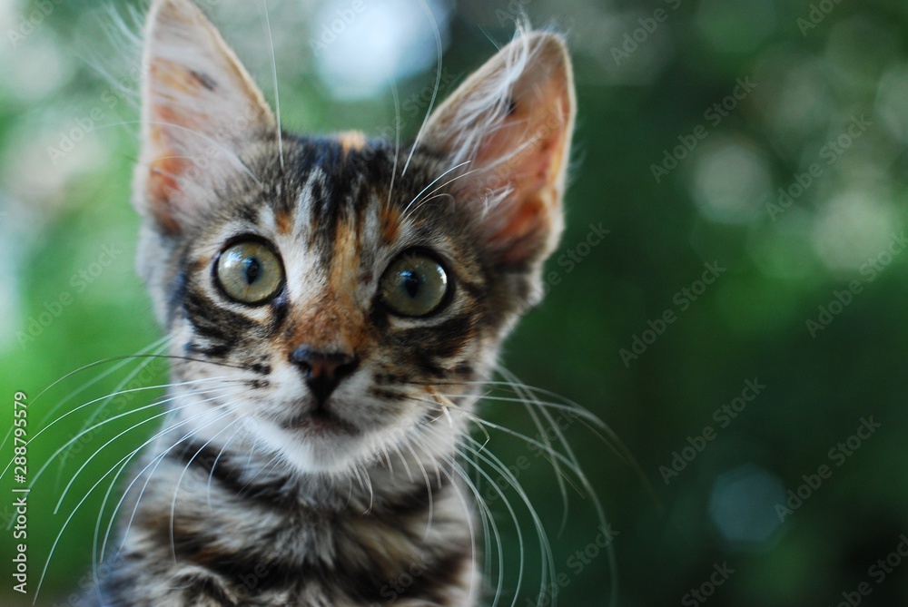 Fototapeta premium portrait of a cat