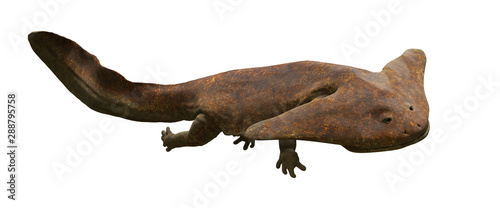 Diplocaulus, cute animal from the Late Carboniferous to Permian period isolated on white background photo