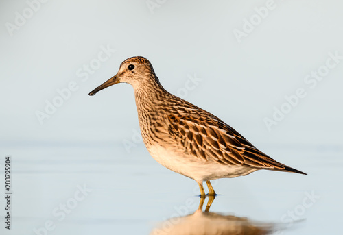 Pectoral Sandpiper with Reflection Foraging on the Pond