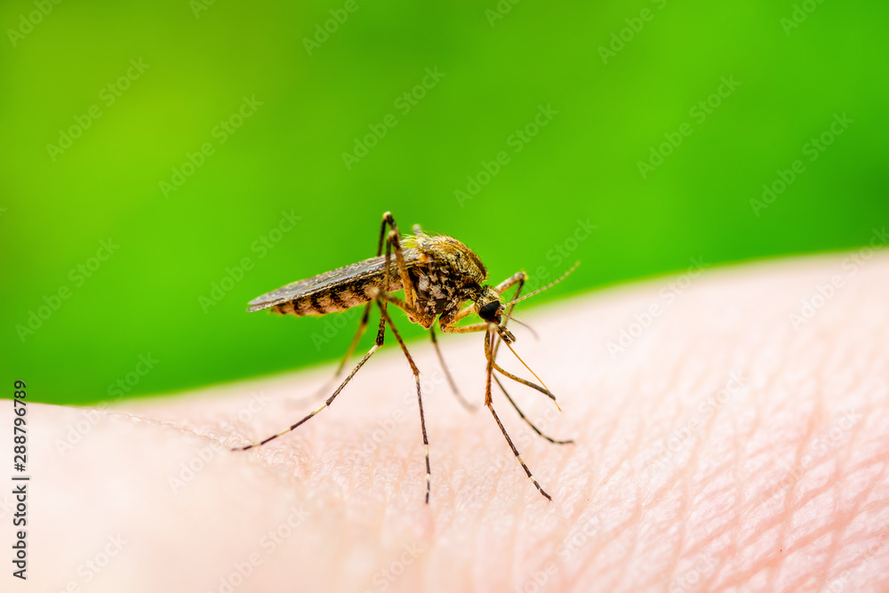 Dangerous Zika Infected Mosquito Bite on Green Background. Leishmaniasis, Encephalitis, Yellow Fever, Dengue, Malaria Disease, Mayaro or Zika Virus Infectious Culex Mosquito Parasite Insect Macro. Dangerous Zika Infected Mosquito Bite on Green Background. Leishmaniasis, Encephalitis, Yellow Fever, Dengue, Malaria Disease, Mayaro or Zika Virus Infectious Culex Mosquito Parasite Insect Macro.