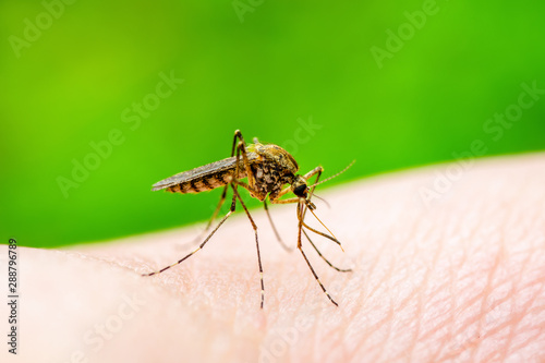 Dangerous Zika Infected Mosquito Bite on Green Background. Leishmaniasis, Encephalitis, Yellow Fever, Dengue, Malaria Disease, Mayaro or Zika Virus Infectious Culex Mosquito Parasite Insect Macro.