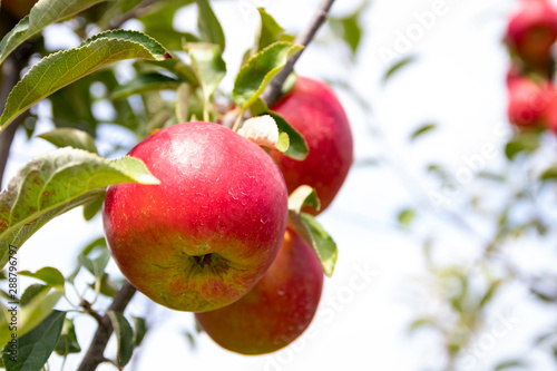 Ripe apple on the tree in an orchard