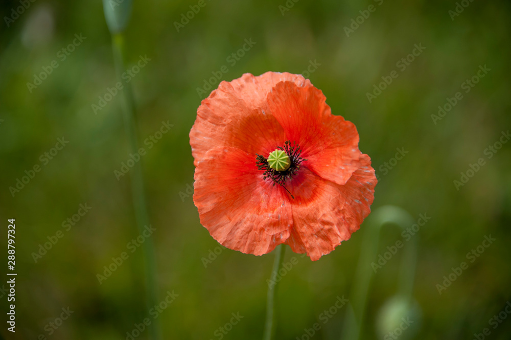 Obraz premium Czerwony mak