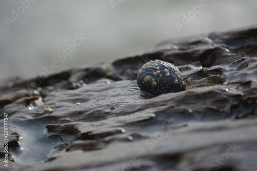caracol