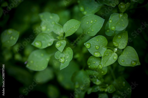 Leaf Plant Green Macro Water