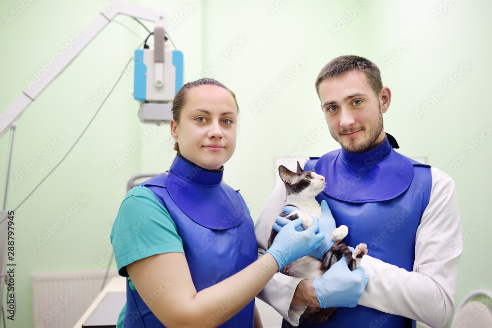 Φωτογραφία Two veterinarian doctor are going to do an x-ray of the breed Cornish Rex cat during the examination in veterinary clinic