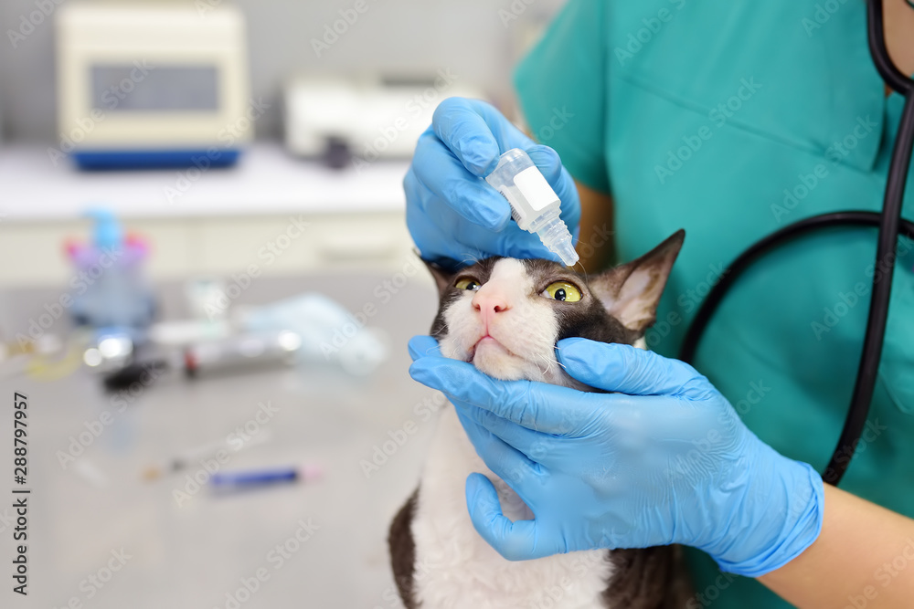 Veterinary doctor checks eyesight of a cat of the breed Cornish Rex. Her apply drops to the eyes of pet. Veterinary doctor checks eyesight of a cat of the breed Cornish Rex. Her apply drops to the eyes of pet.