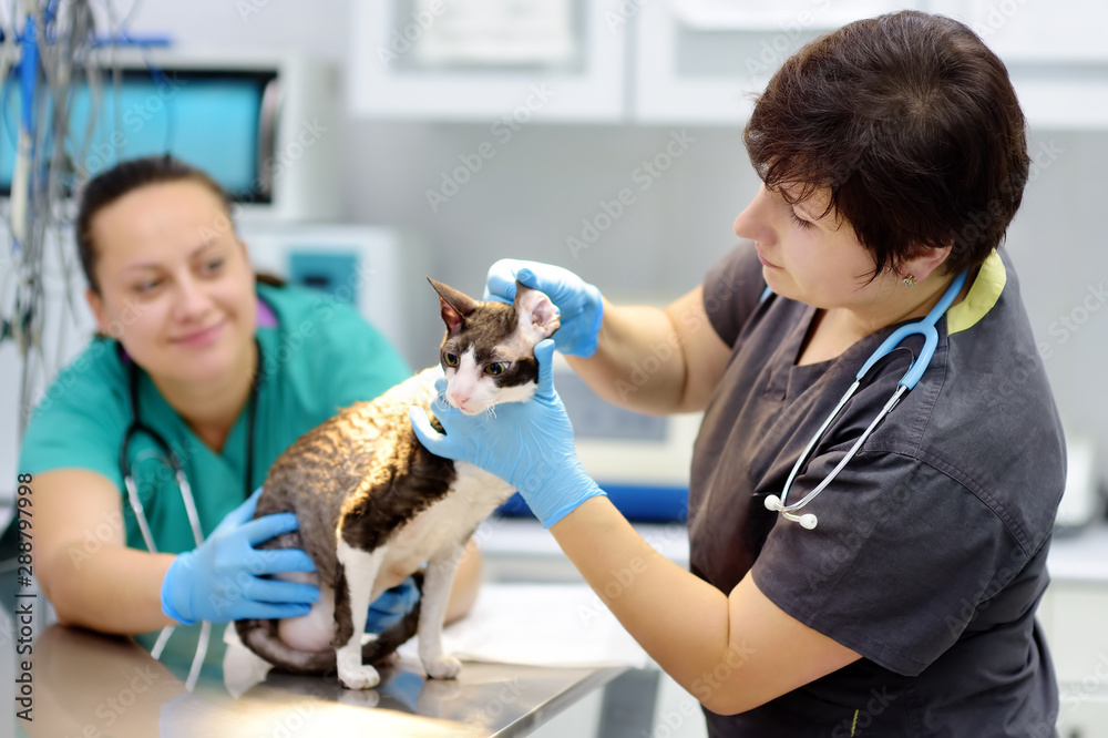 Φωτογραφία Two veterinarian doctor checking the ears of cat of the breed Cornish Rex in veterinary clinic