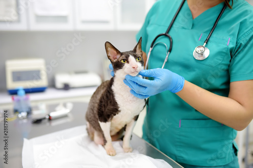 Veterinarian examines a cat of a disabled Cornish Rex breed in a veterinary clinic. The cat has only three legs. photo