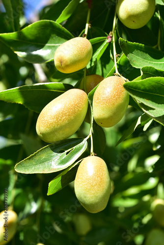 Jujube jojoba plant tree