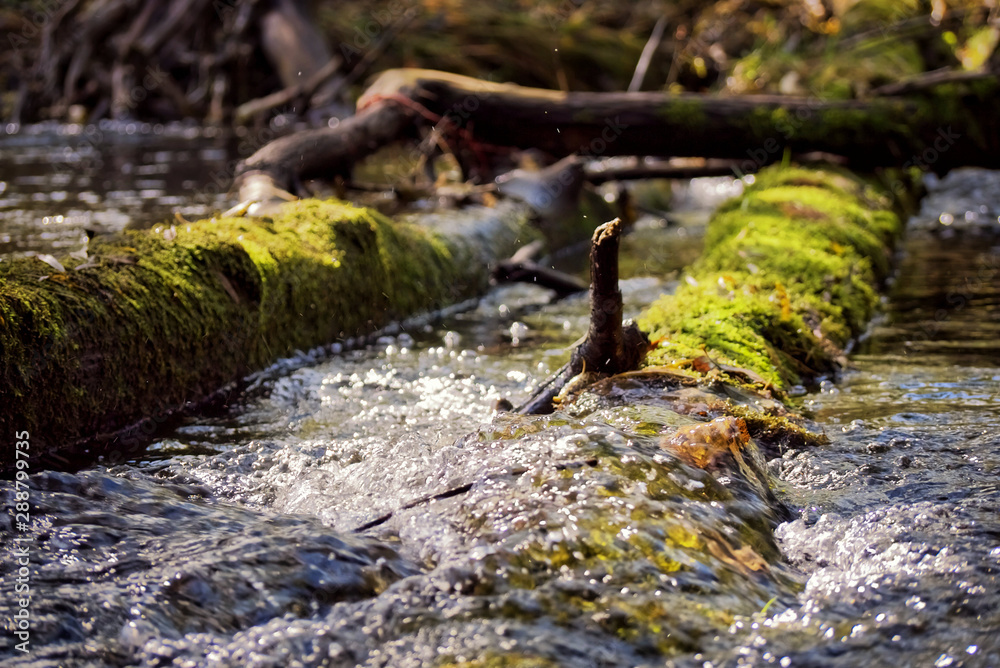 close-up of a forest stream flowing through mossy old trunks close-up of a forest stream flowing through mossy old trunks