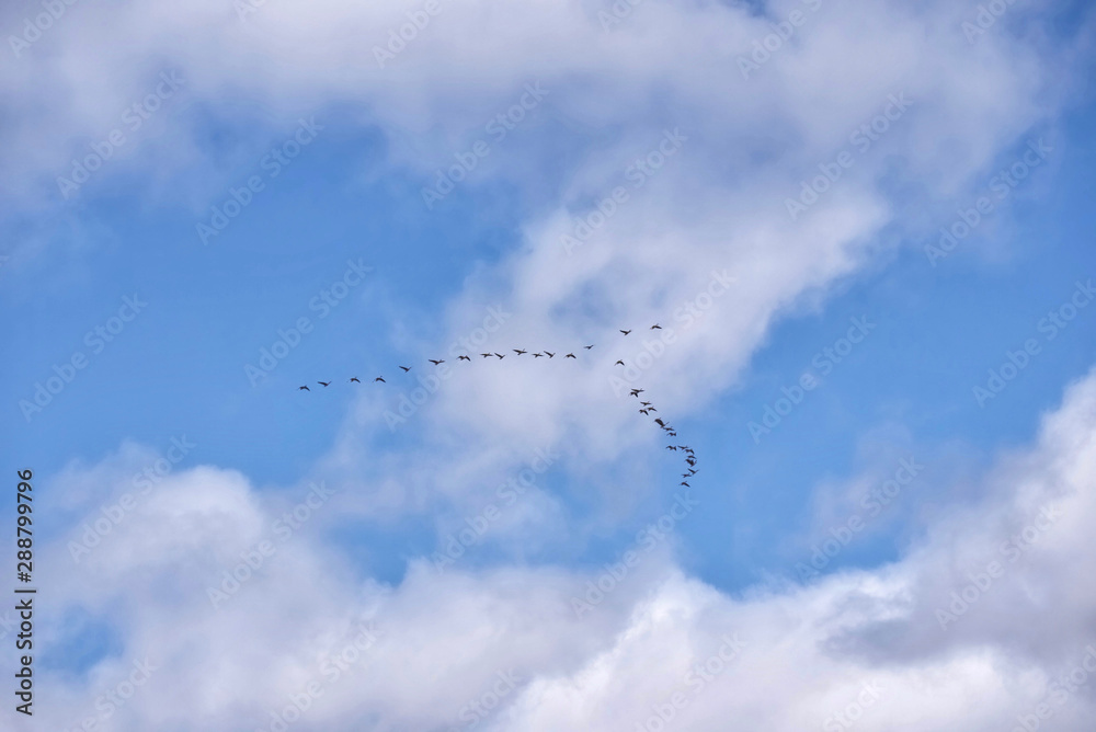 Flock of migrating geese flying in v-formation on blue sky with beautiful clouds Flock of migrating geese flying in v-formation on blue sky with beautiful clouds