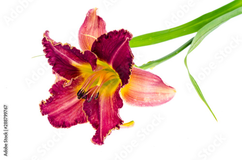 Pink daylily flower garden isolated on white