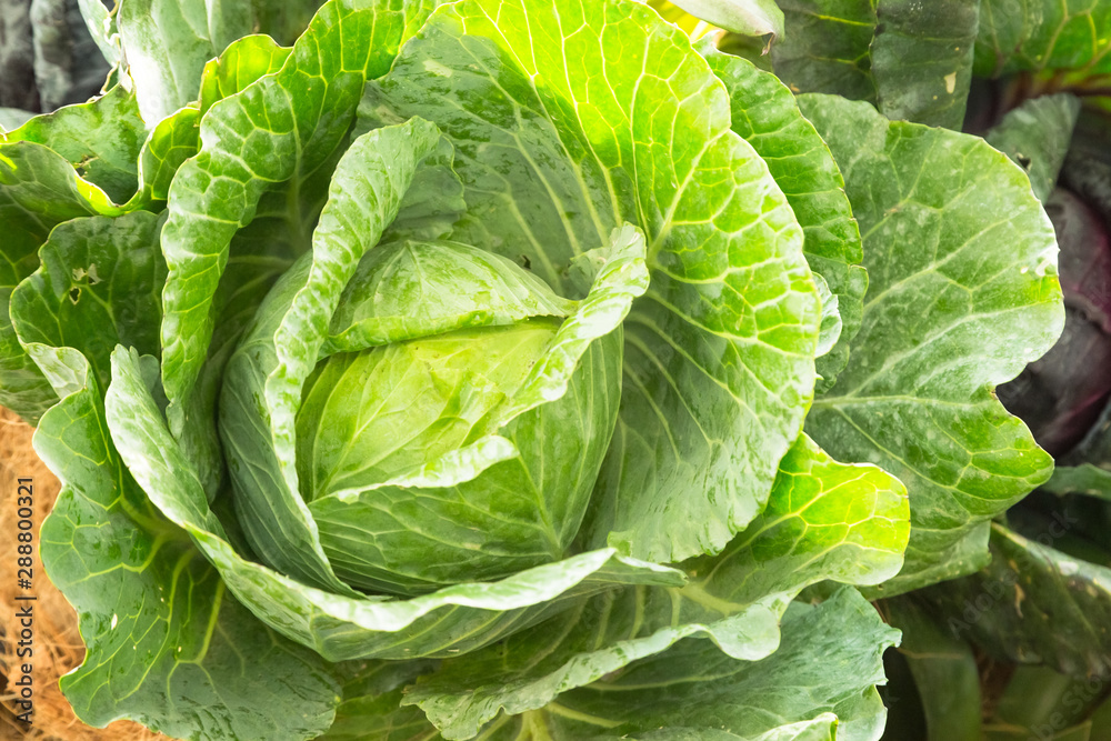 Fototapeta premium Fresh cabbage from nature.