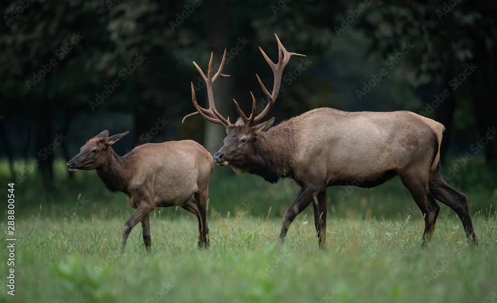 Fototapeta premium Bull Elk