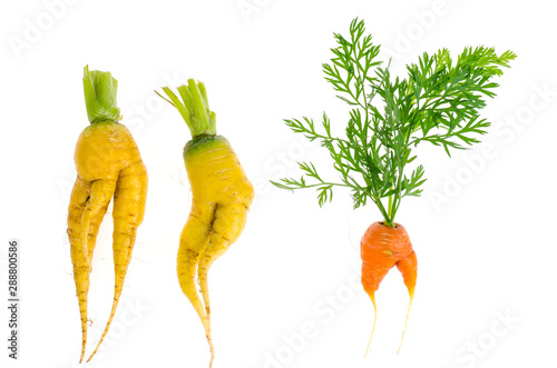 Ugly shaped vegetables, food. Deformed  fresh organic carrots. Misshapen produce.