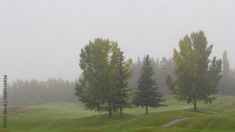 Naklejka Single trees on a hilly golf course field on a foggy day, moody early fall landscape