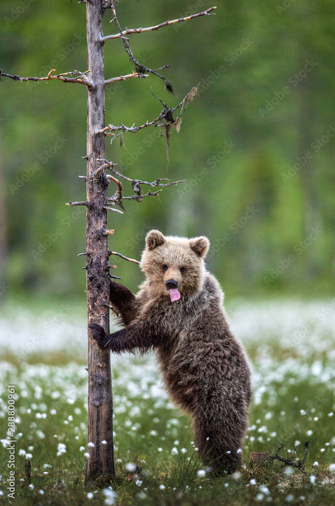 Fototapeta premium Brown bear cub stands on its hind legs by a tree in summer forest and shows tongue. Scientific name: Ursus Arctos ( Brown Bear). Green natural background. Natural habitat, summer season.