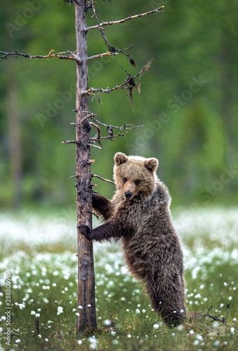 Brown bear cub stands on its hind legs by a tree in  summer forest. Scientific name: Ursus Arctos ( Brown Bear). Green natural background. Natural habitat, summer season. © Uryadnikov Sergey