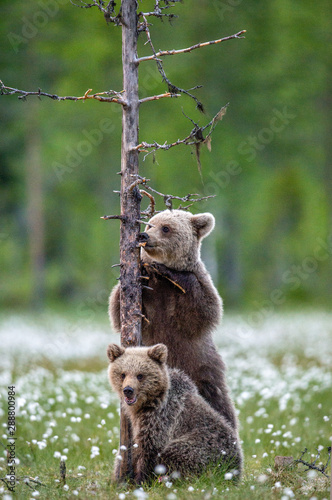 Brown bear cub licks a tree, standing on his hind legs at a tree in the summer forest. Scientific name: Ursus Arctos (brown bear). Green natural background. The natural habitat of the summer season.