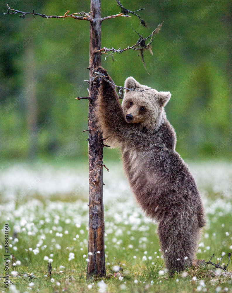 Fototapeta premium Brown bear cub stands on its hind legs by a tree in summer forest. Scientific name: Ursus Arctos ( Brown Bear). Green natural background. Natural habitat, summer season.