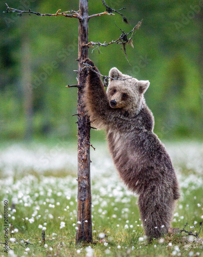 Brown bear cub stands on its hind legs by a tree in summer forest. Scientific name: Ursus Arctos ( Brown Bear). Green natural background. Natural habitat, summer season.