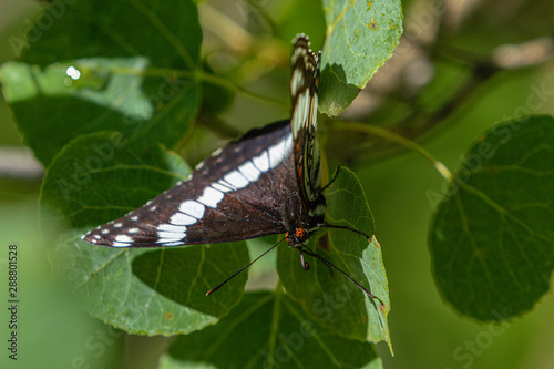 Weidemeyer's Admiral Butterfly, .Limenitis weidemeyerii, on Green Leaves,  Bear Creek Trail, Telluride, Colorado photo