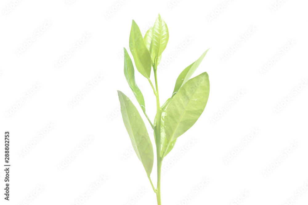 Young Plant Growing on white background Young Plant Growing on white background