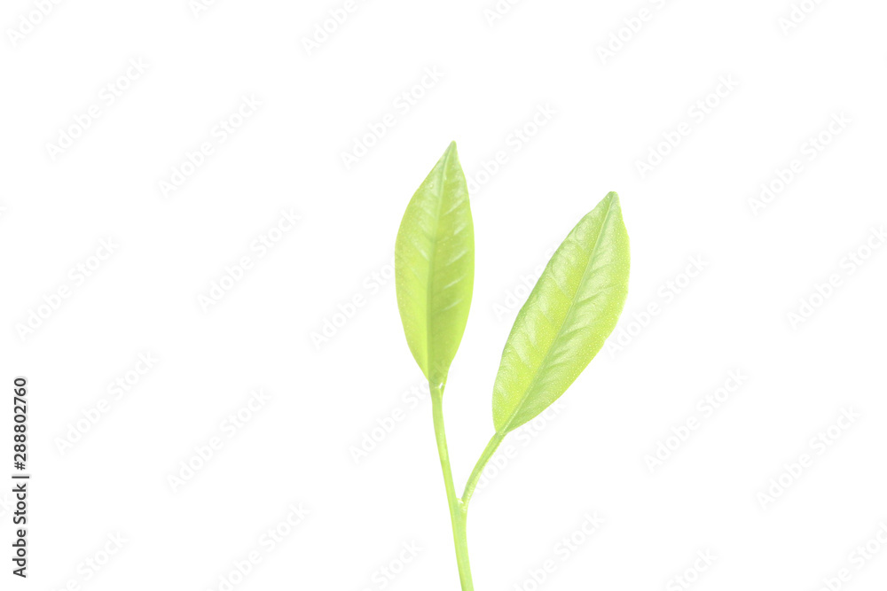 Young Plant Growing on white background